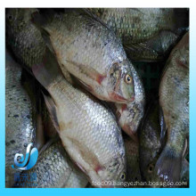 Frozen Small Black Tilapia Fish